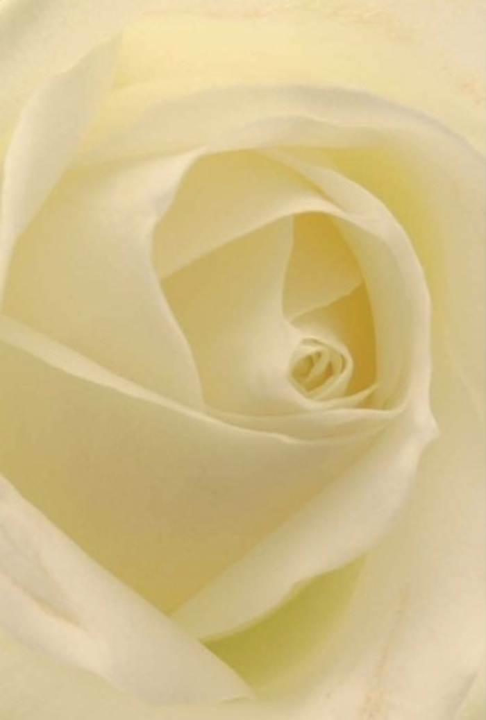 Examined up close, this white rose bouquet assembled by a skilled Ickenham florist exudes tranquility and refined artistry. The petals unfold in immaculate spirals, layers of gentle cream and white evoking a sense of softness and inner radiance, as though the flowers are bathed in the gentle light that filters through leafy corners of Ickenham Village. Each delicate fold blends seamlessly with its neighbour, creating an impression of living sculpture-elevated yet comforting. Intended for occasions requiring elegance and sincerity-a wedding, a heartfelt apology, or a meaningful gesture of sympathy-these roses symbolise purity and resilience. Subtle shadows nestled among the inner petals accentuate their depth, echoing the way light and dark dance along the brick lanes and peaceful walks of Hillingdon. The fragrance, imagined as clean and serenely sweet, fills the mind like a quiet afternoon breeze across the town. In every nuance, this composition effortlessly captures both natural beauty and the careful thought that local Ickenham florists bring to moments of emotional significance.
