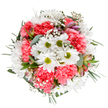 This bouquet-crafted by skilled florists in Ickenham-is a spirited ode to spring's renewal, brimming with positivity and community warmth. From above, the central white daisies gleam with their lime-green centers, nestling among ruffled coral-pink carnations that recall the vibrant gardens often found near local landmarks like Swakeleys House. Baby's breath dances across the design like delicate, drifting mist, its fine white sprays lifting the eye and softening the overall effect. Subtle blush-hued alstroemeria buds hint at future blooms, tucked among a verdant backdrop of eucalyptus branches and deep green foliage, each leaf adding depth and refreshing energy. The harmonious palette of whites, corals, and fresh greens feels both tranquil and exuberant, conveying heartfelt joy and sincere appreciation-perfect for marking birthdays, congratulating milestones, or bringing cheer to a neighbour in Ickenham. Every detail, from the lush textures to the expert composition, speaks of the florist's dedication to sharing happiness through flowers and delivering moments of beauty to every doorstep. The arrangement stands alone against a pristine white field, highlighting the artistry at the heart of Ickenham's floral tradition.